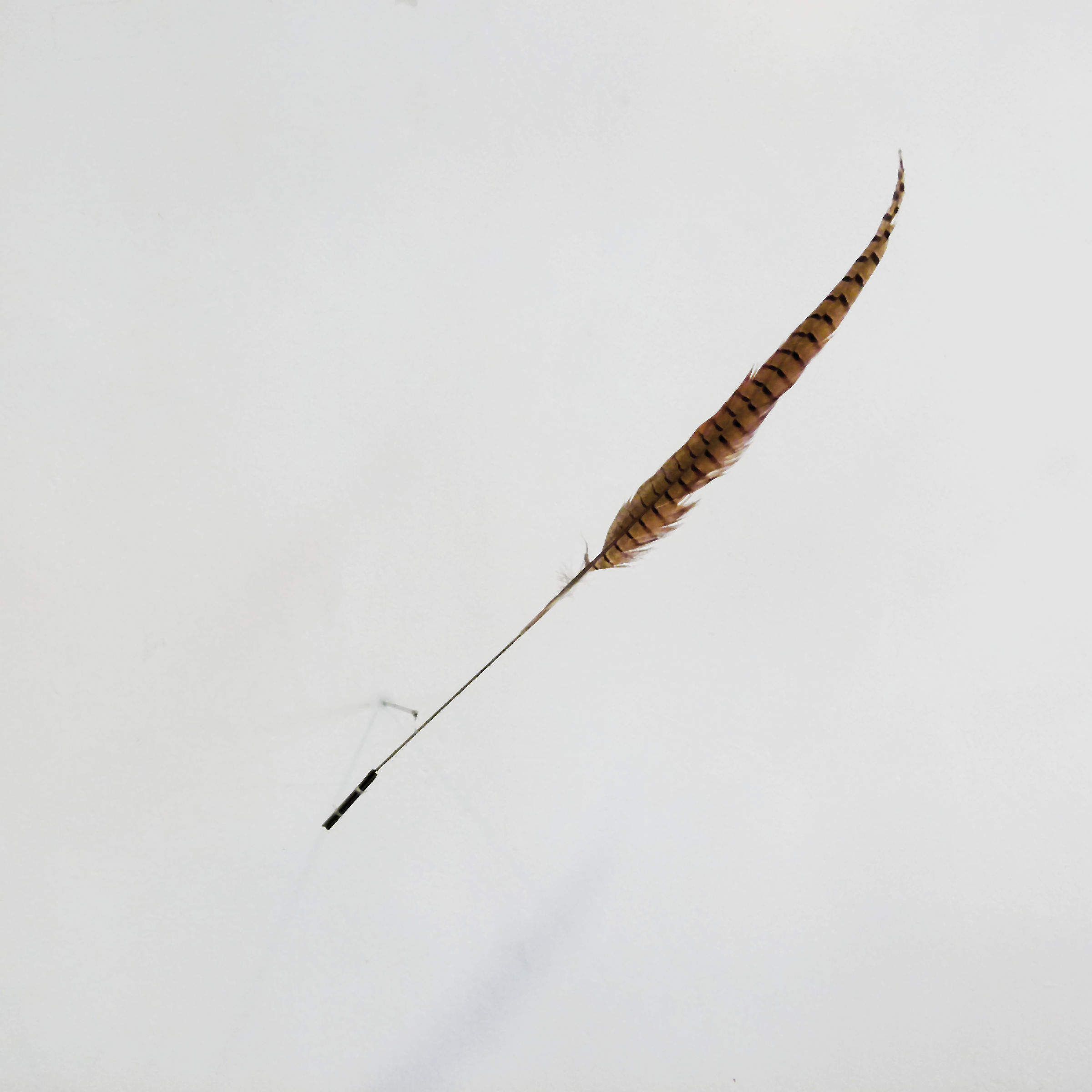 Pheasant Feathering