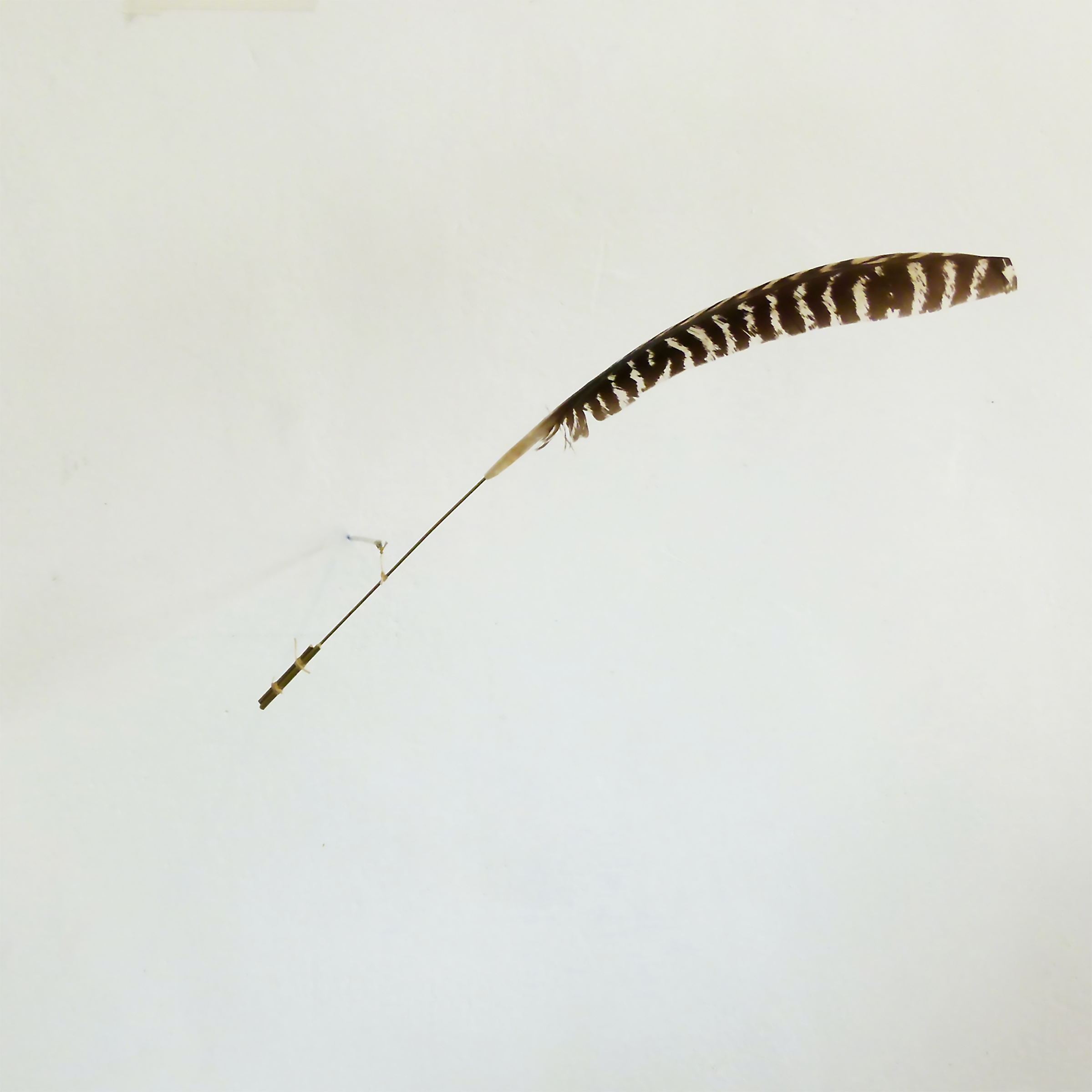 Chinchilla Feathering