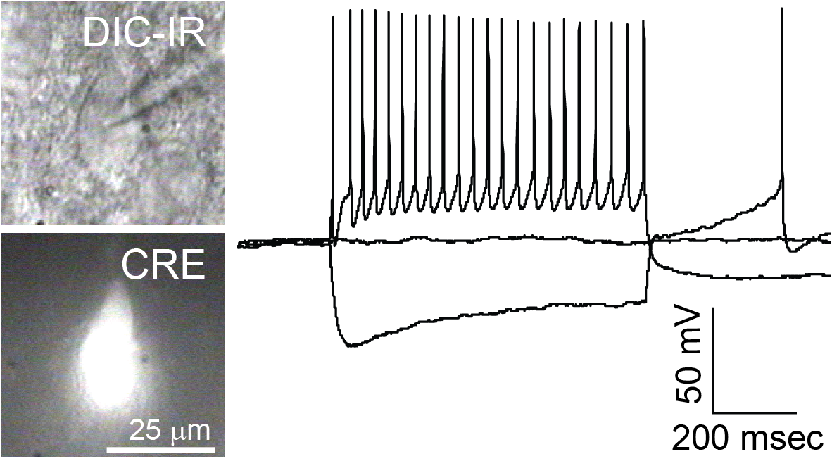 ephys example.png