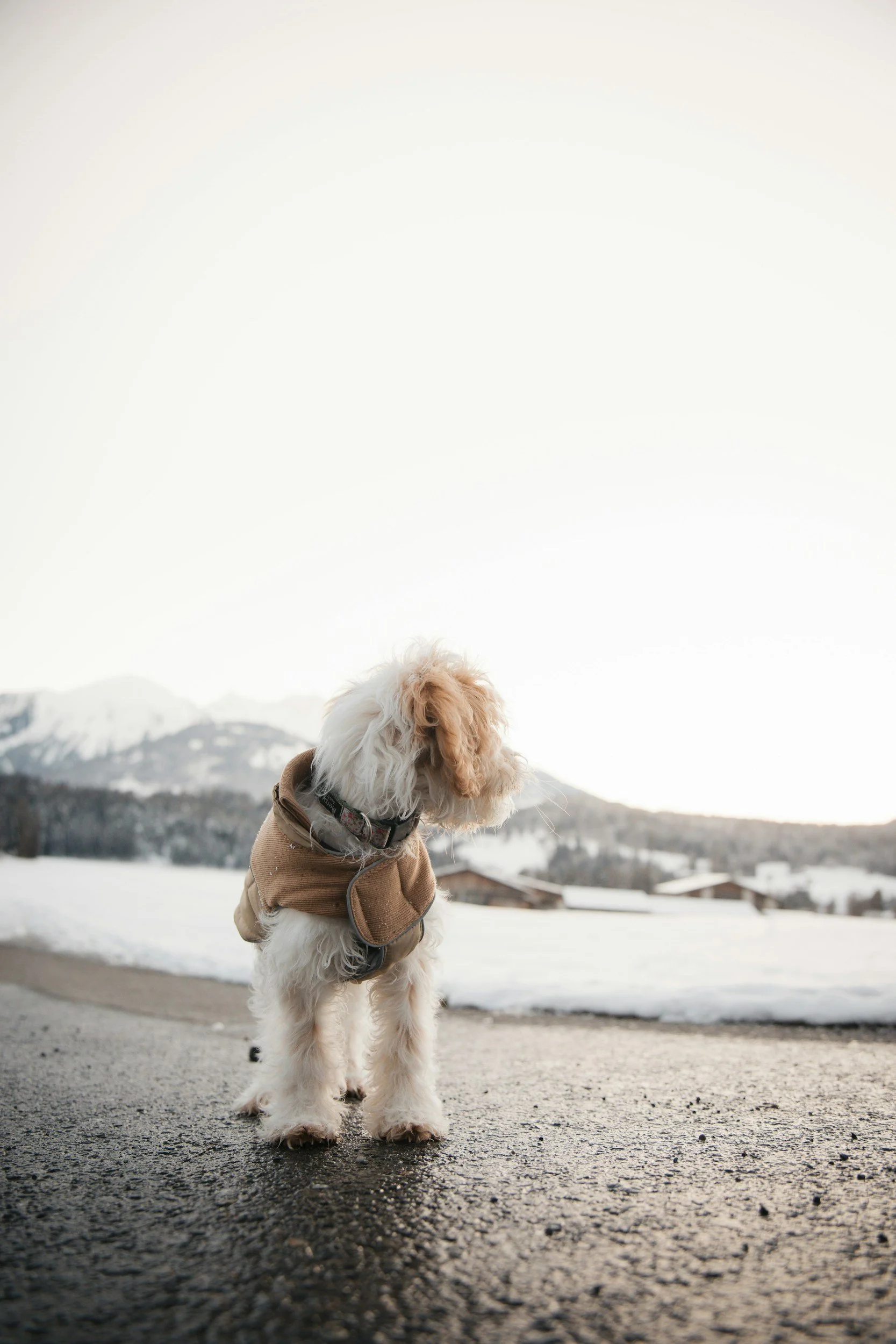 How To Pack And Prepare For Travelling With A Dog