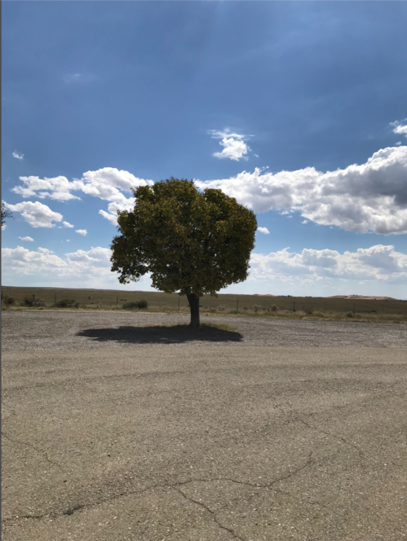 66 lonesome tree.png