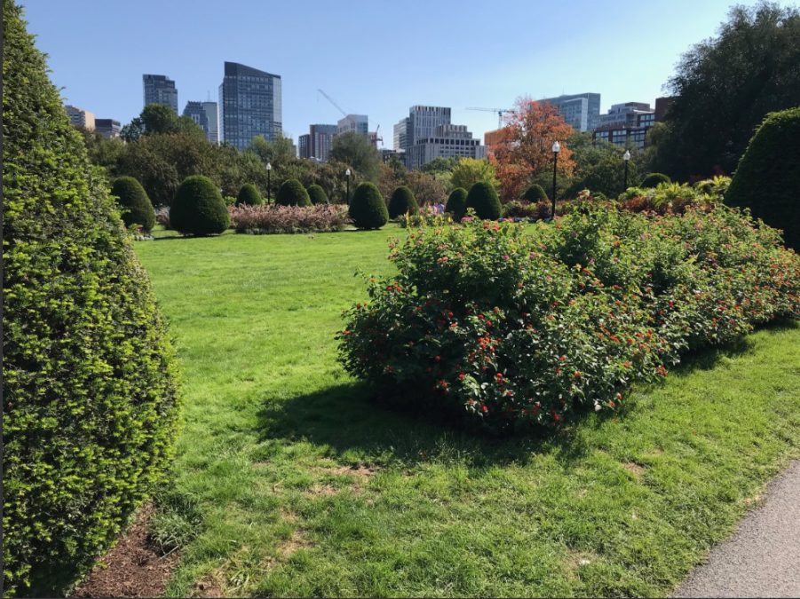 public garden and city.png