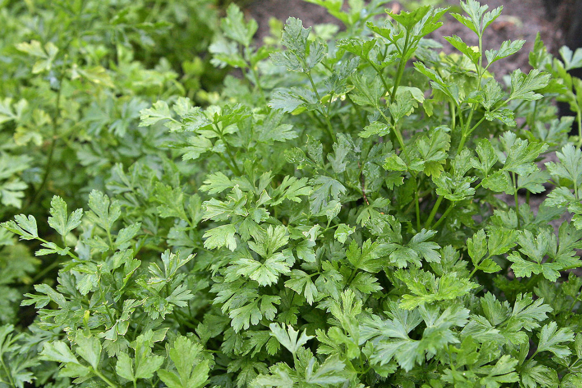 parsley.png
