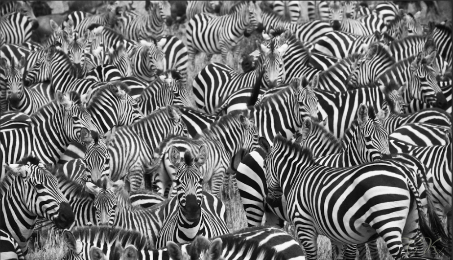 herds zebras.png