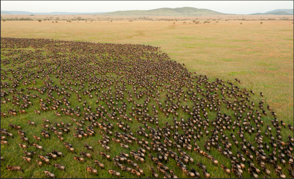 herds wildebeest.png