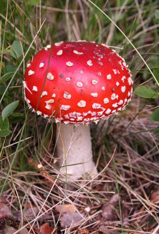 mushroom amanita muscaria poisonous.png