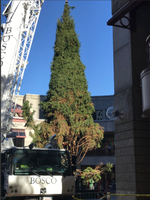 city life xmas tree faneuil hall arrives.png