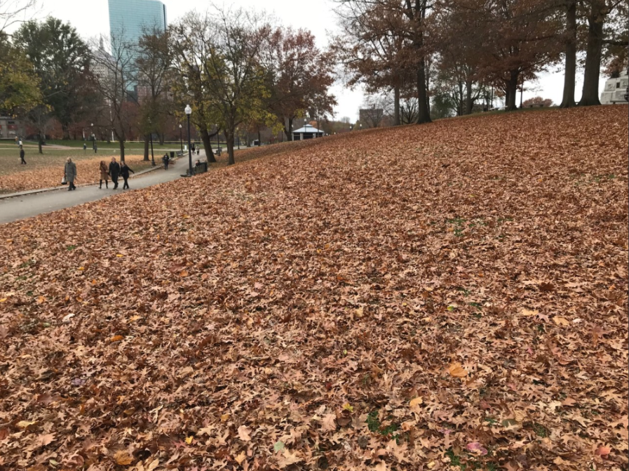 boston common fall leaves.png
