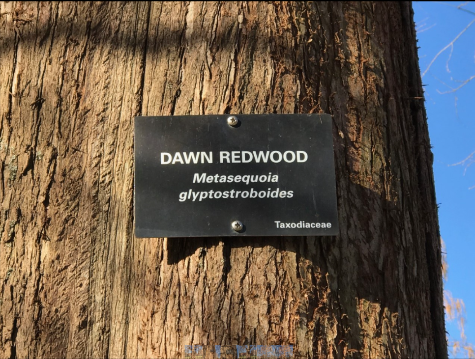 ode to dawn redwood placard.png