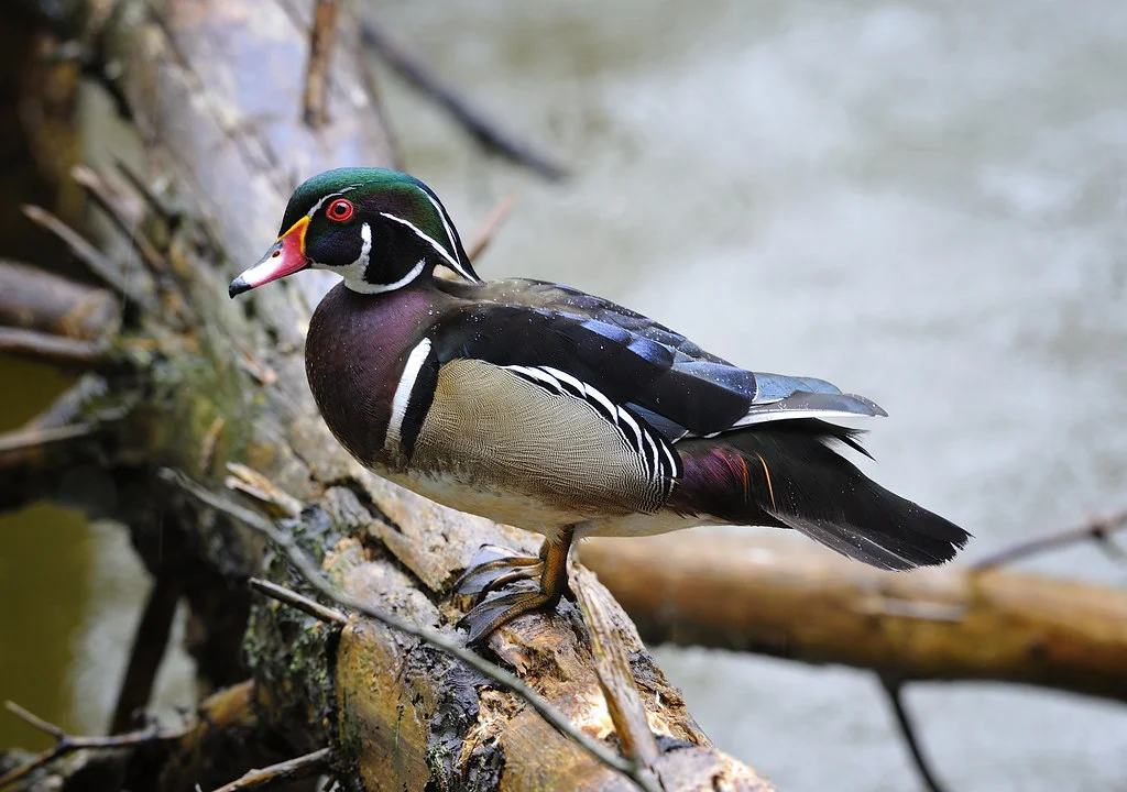 Wood ducks taste better than parrots. And they’re much bigger.