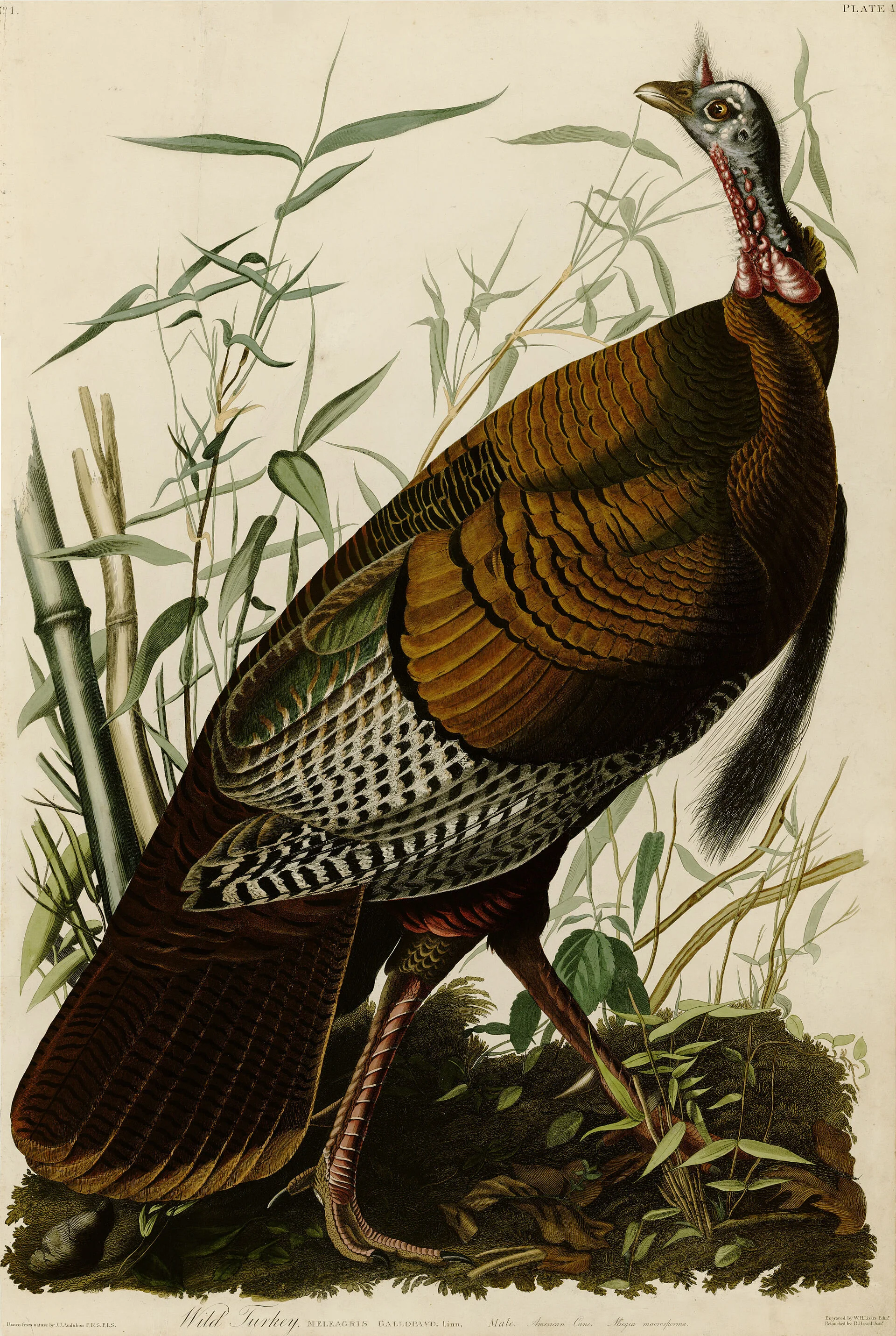 depicting a wild turkey John James Audubon - University of Pittsburgh Plate 1 of Birds of America by John James Audubon depicting Wild Turkey. Notes: Engraved from painting made by John James Audubon at Beechwoods Plantation, Feliciana Parish (now W…