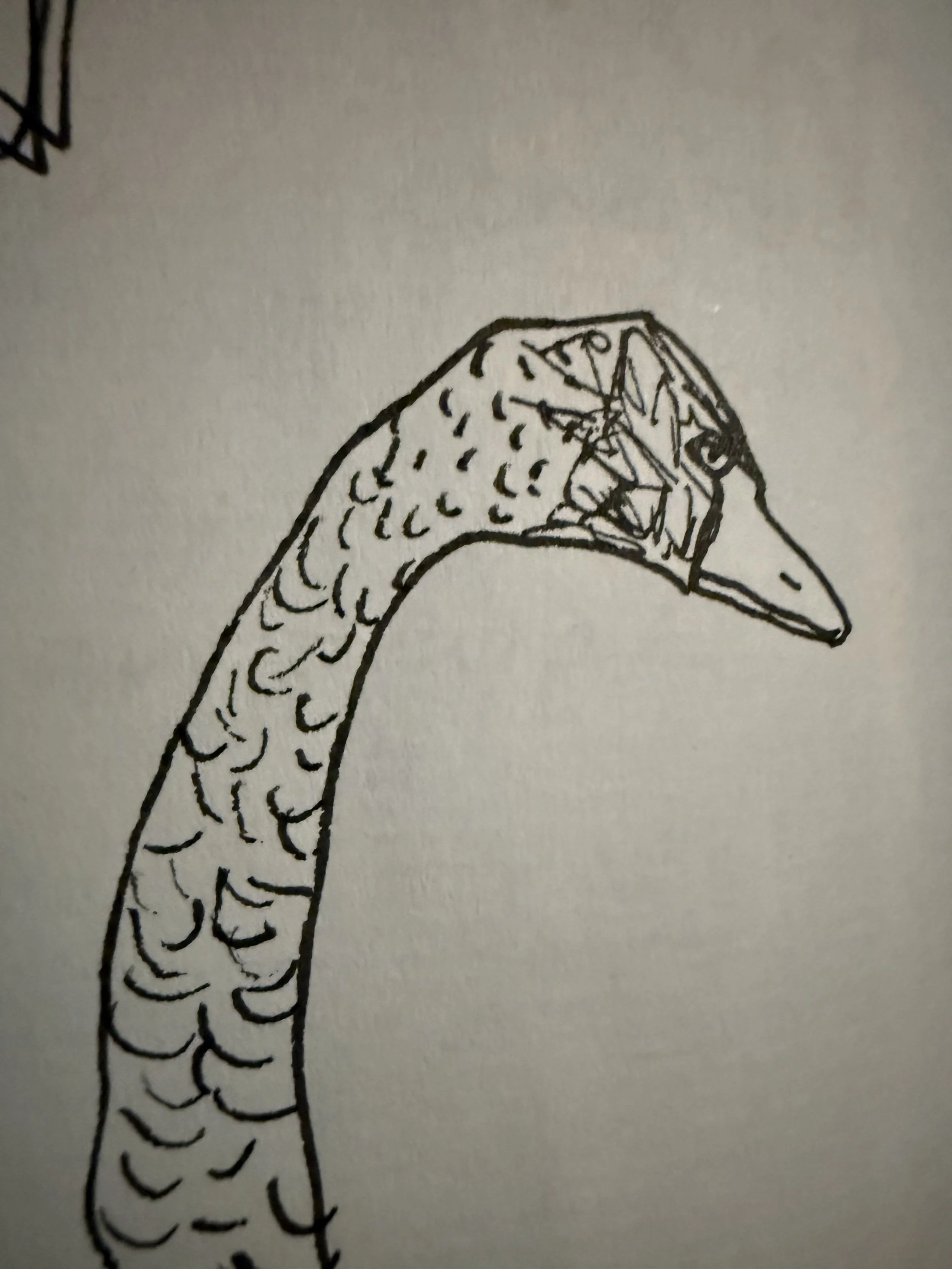 swan