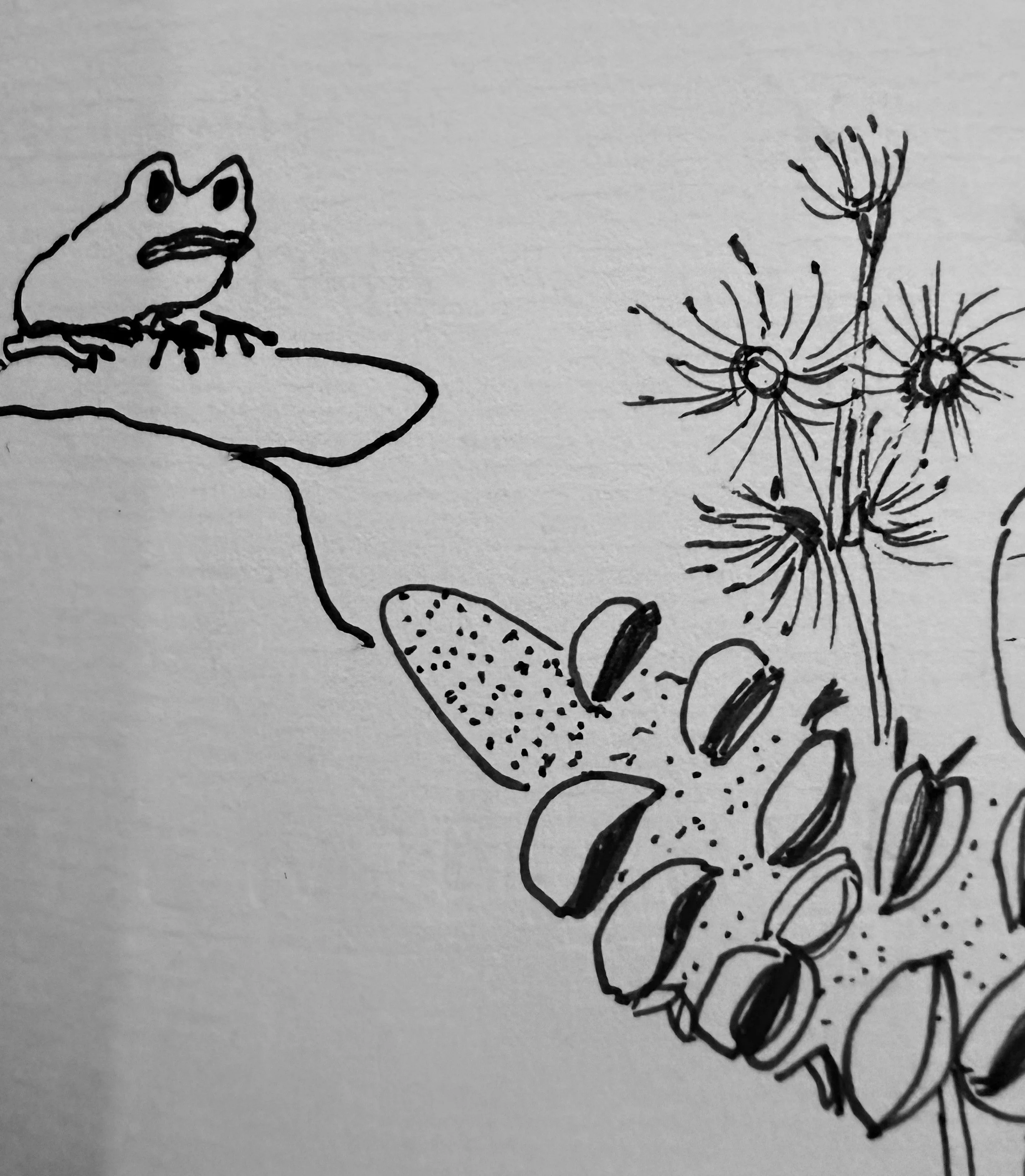 frog 