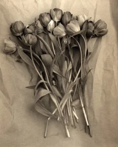 tulips-240x300.jpg