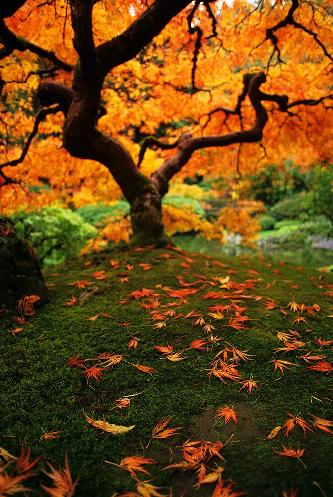 Japanese Maple in Portland’s Japanese Gardens. Fuji Velvia 50 shot in a Nikon FM2n with 24mm f2.8 lens.
