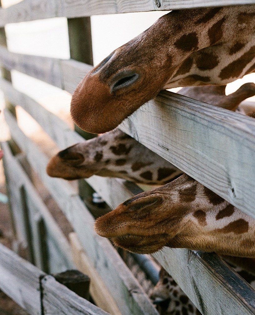 ⁠
&ldquo;just as the song, lifts ⁠
cobra from basket.&rdquo;⁠
-S. D&iacute;az⁠
⁠⁠
Photo by Sarah Beaupre.⁠⁠
⁠&bull;⁠
⁠&bull;⁠
⁠&bull;⁠
#PentaxK1000 #FujiFilm #FujicolorC200 #35mm #TowerOfGiraffes #BlackTongue #CobraTamer #MetroRichmondZoo #Moseley #V