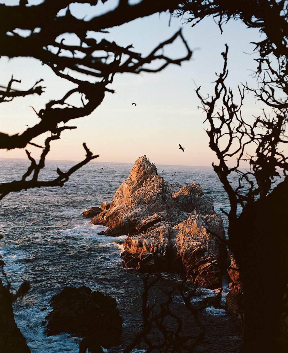 ⁠⁠
&quot;birds playful on the breeze,⁠⁠
like the floaters in your eye.&quot;⁠⁠
-S. D&iacute;az ⁠⁠
⁠⁠
Photo by Ross McLennan.⁠⁠
@getrossco⁠⁠
⁠&bull;⁠
&bull;⁠⁠
⁠&bull;⁠
#KodakFilm #Ektar100 #MediumFormat #Pentax67 #PointLobos #California #BlinkBlink #T