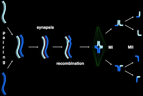 Cartoon of meiosis