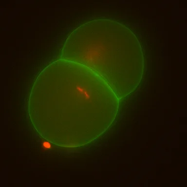 zyg1-embryo-2min_632_525_xx.jpg