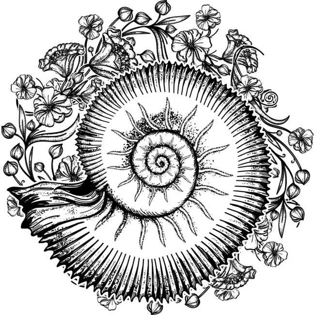 ornate shell