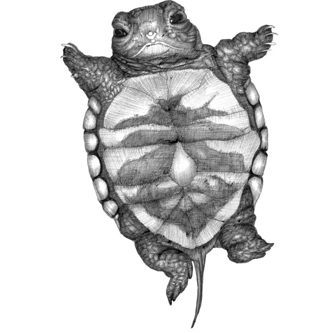 adorable turtle sketch
