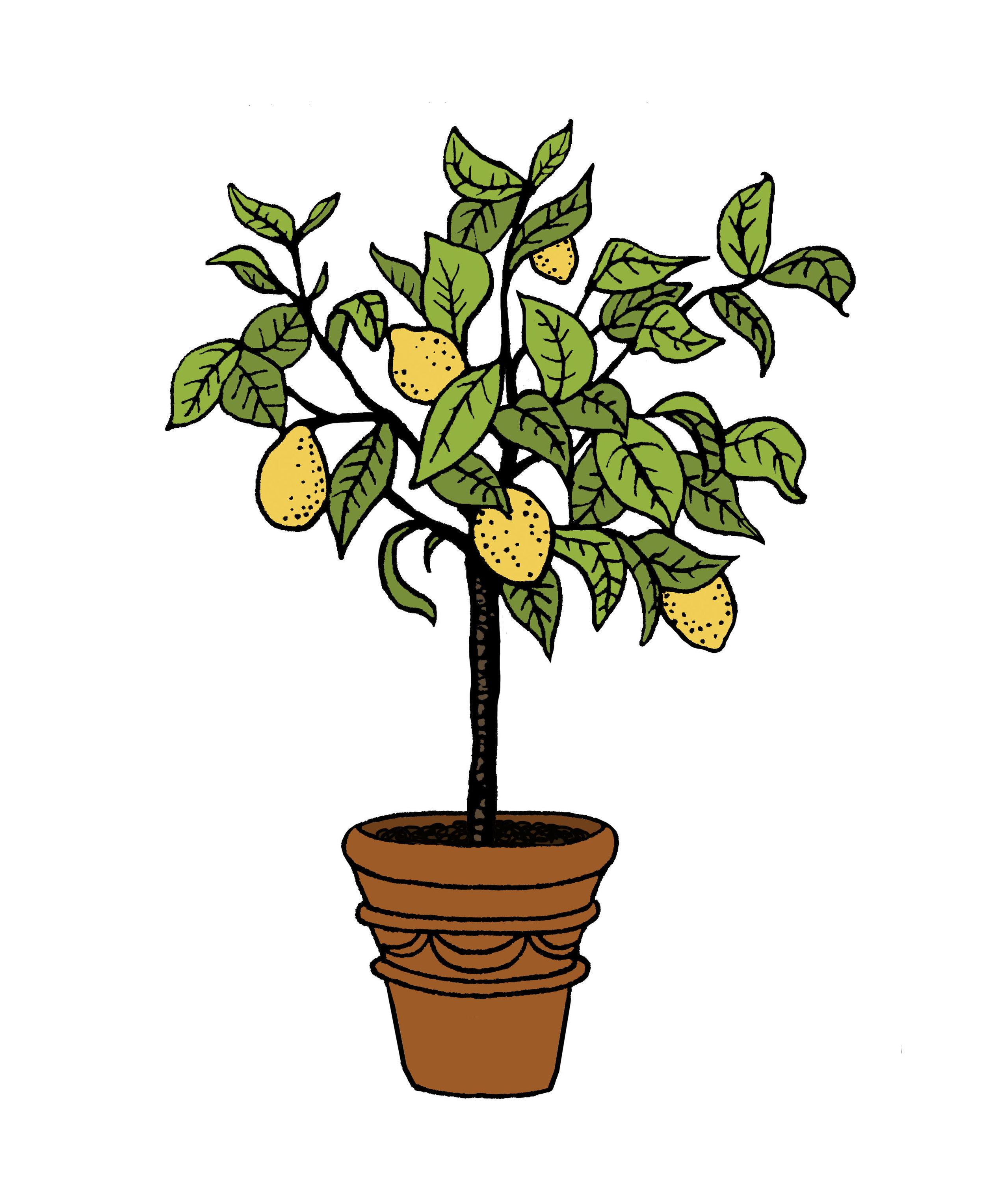 lemon treejpg.jpg