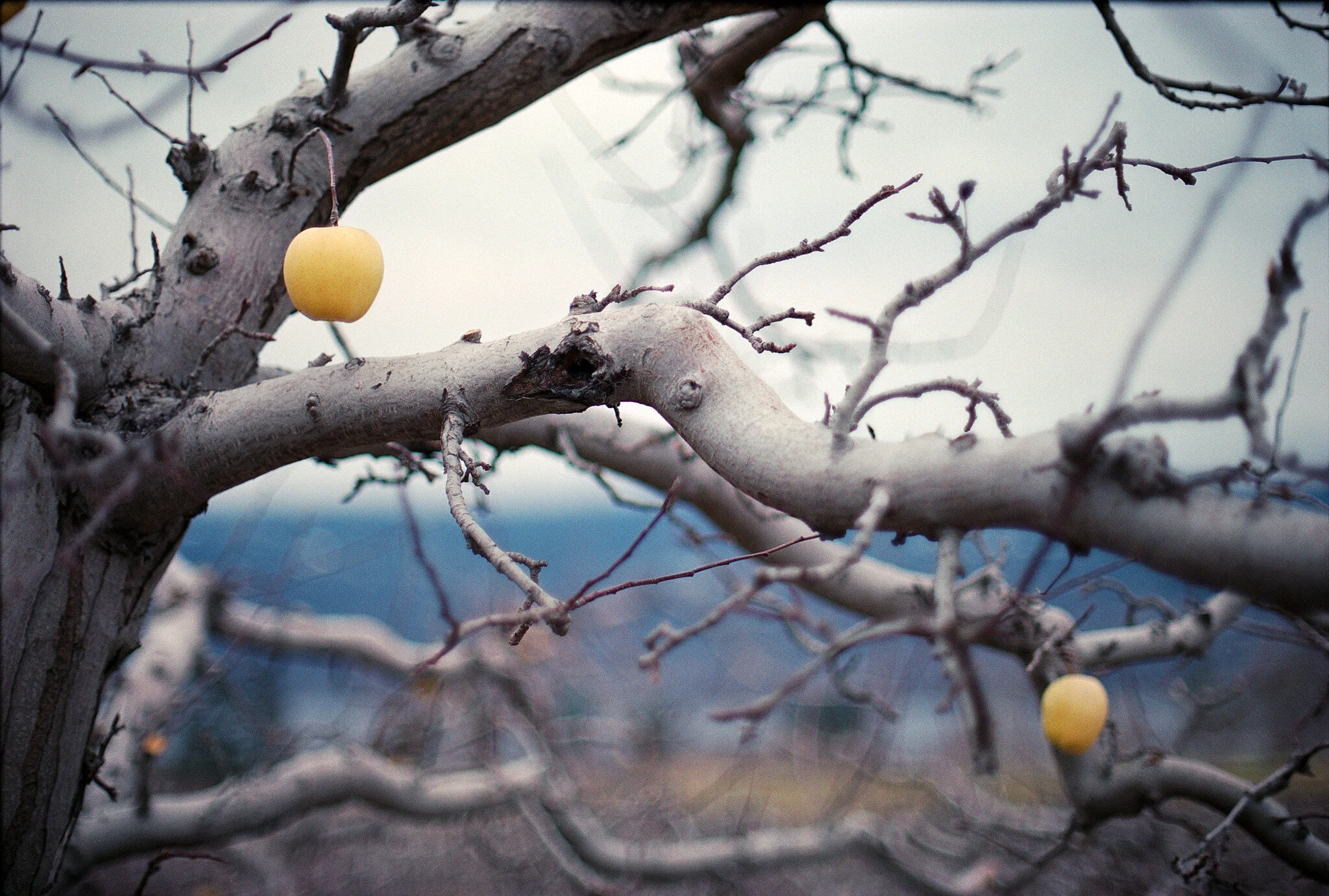 Vibrant Golden Apples on Film