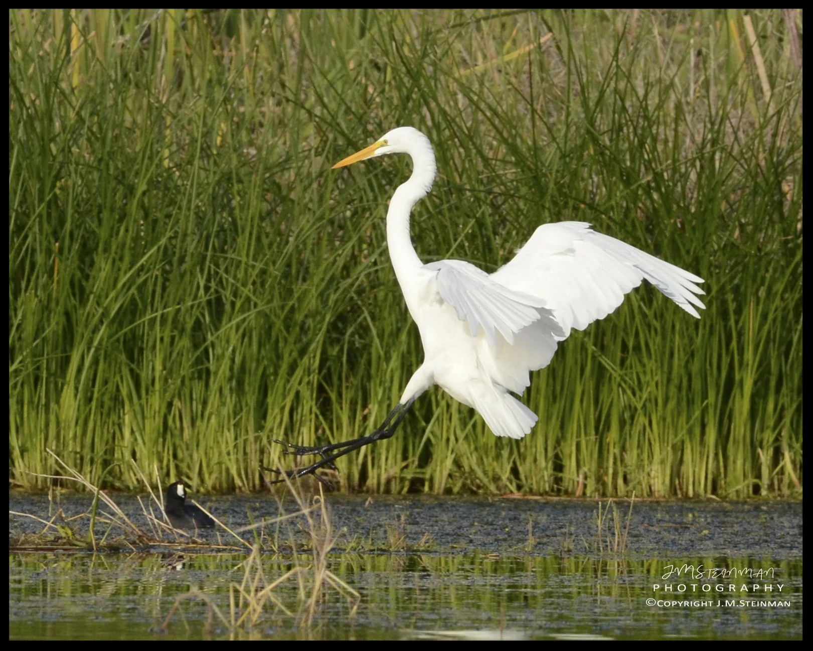 Great White Egret