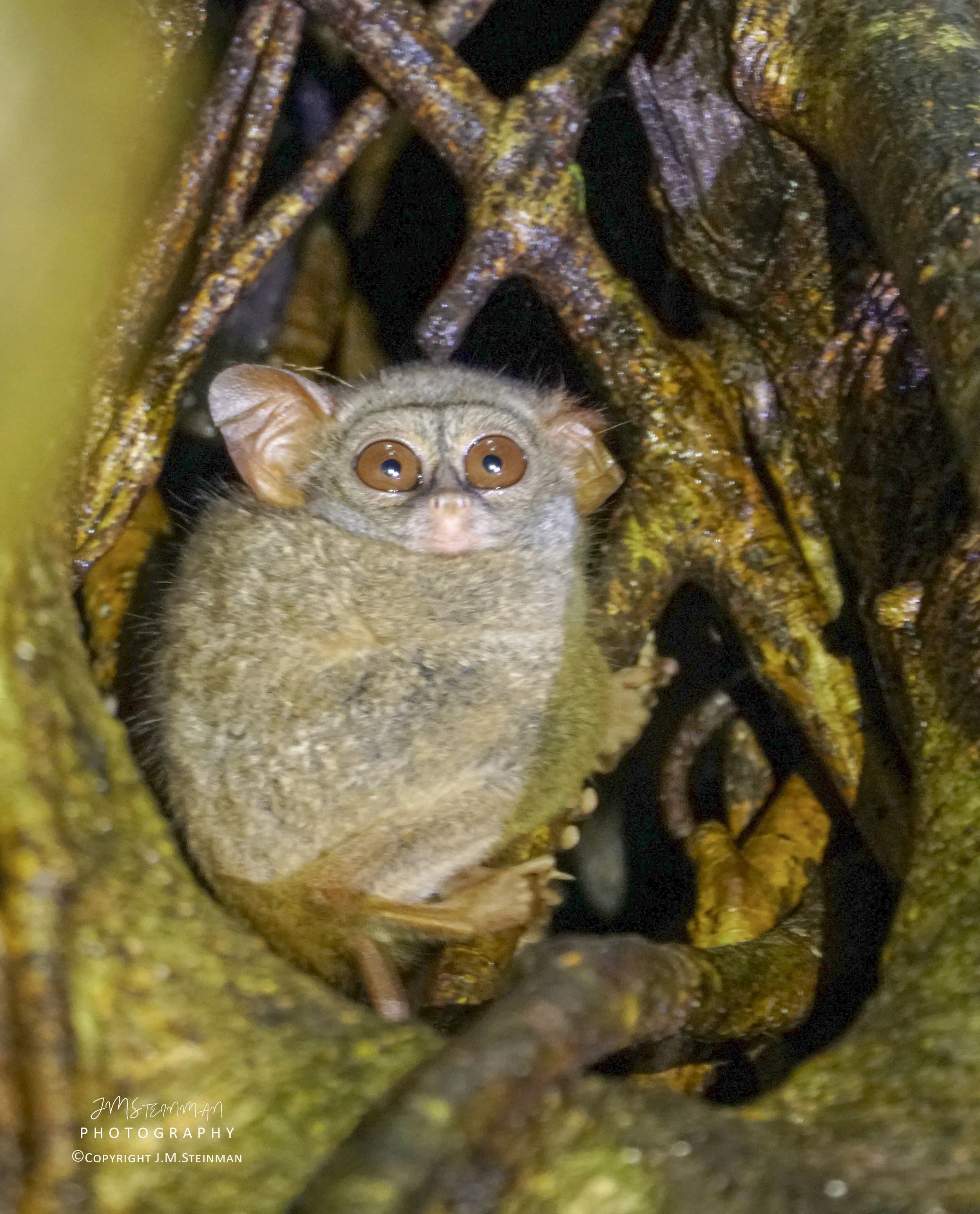 Tarsius