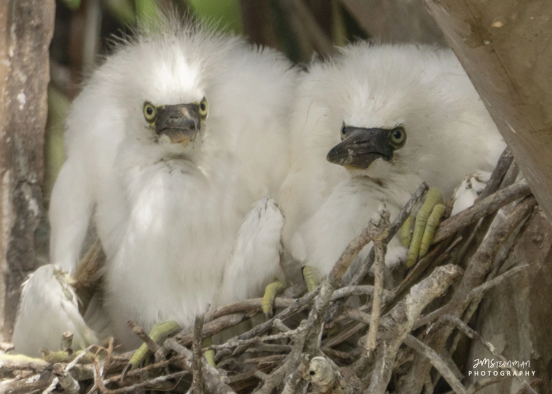 Snowy Egret Babies