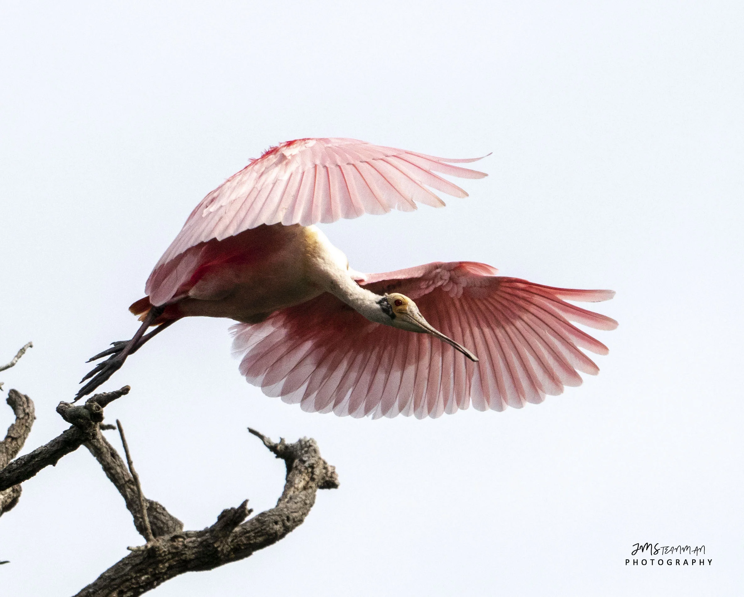 Roseate Spoonbill