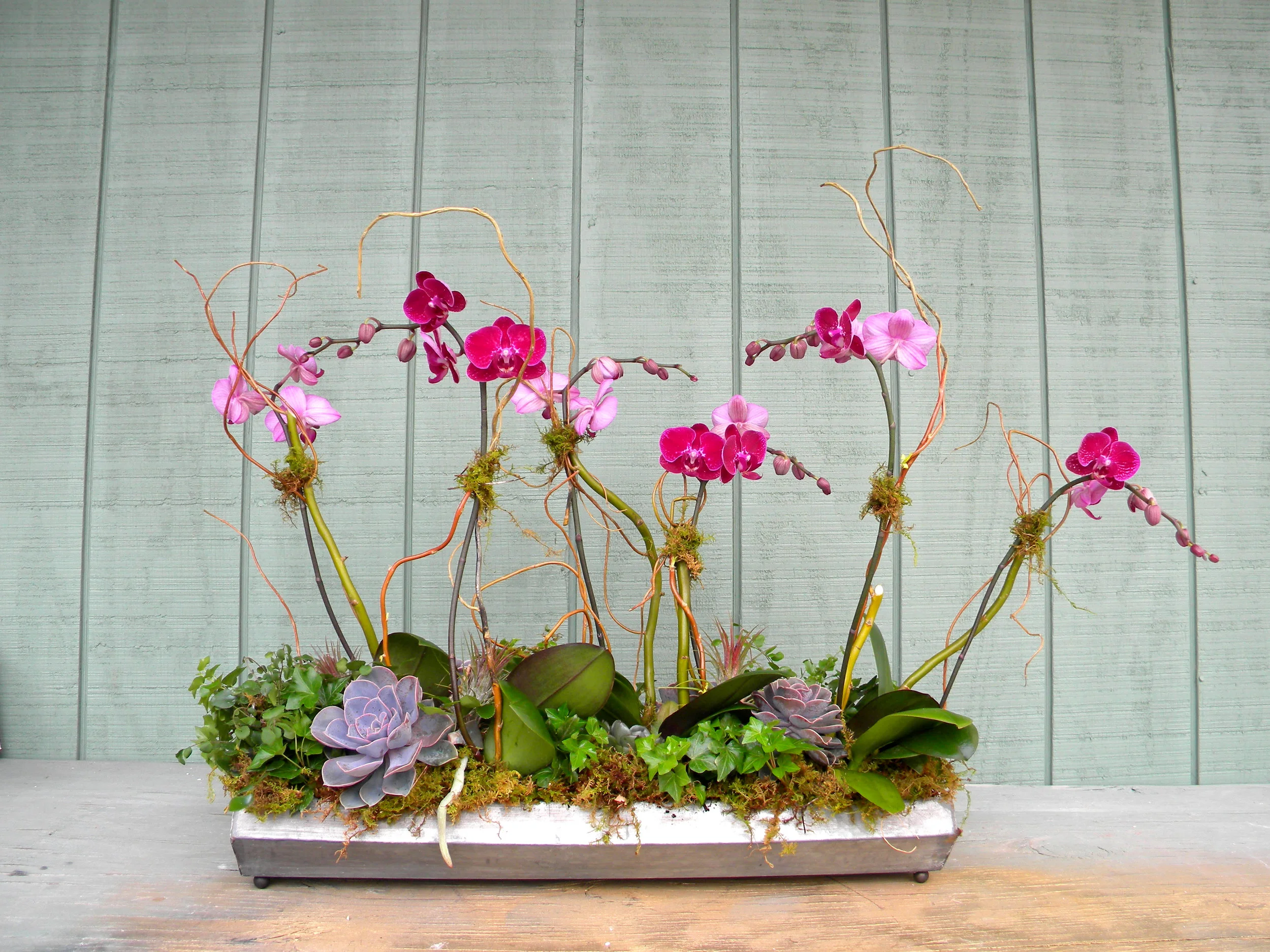 small pink orchids and succulents.jpg