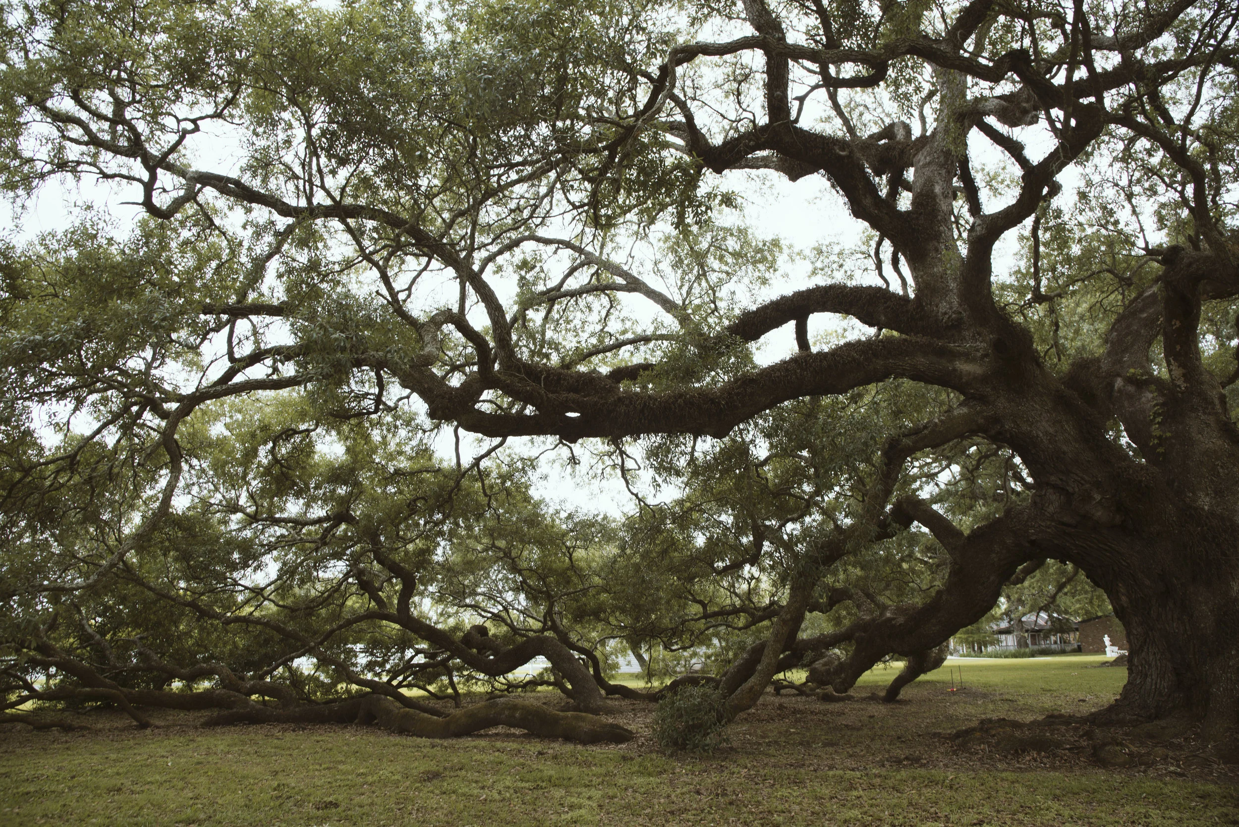 trees.jpg