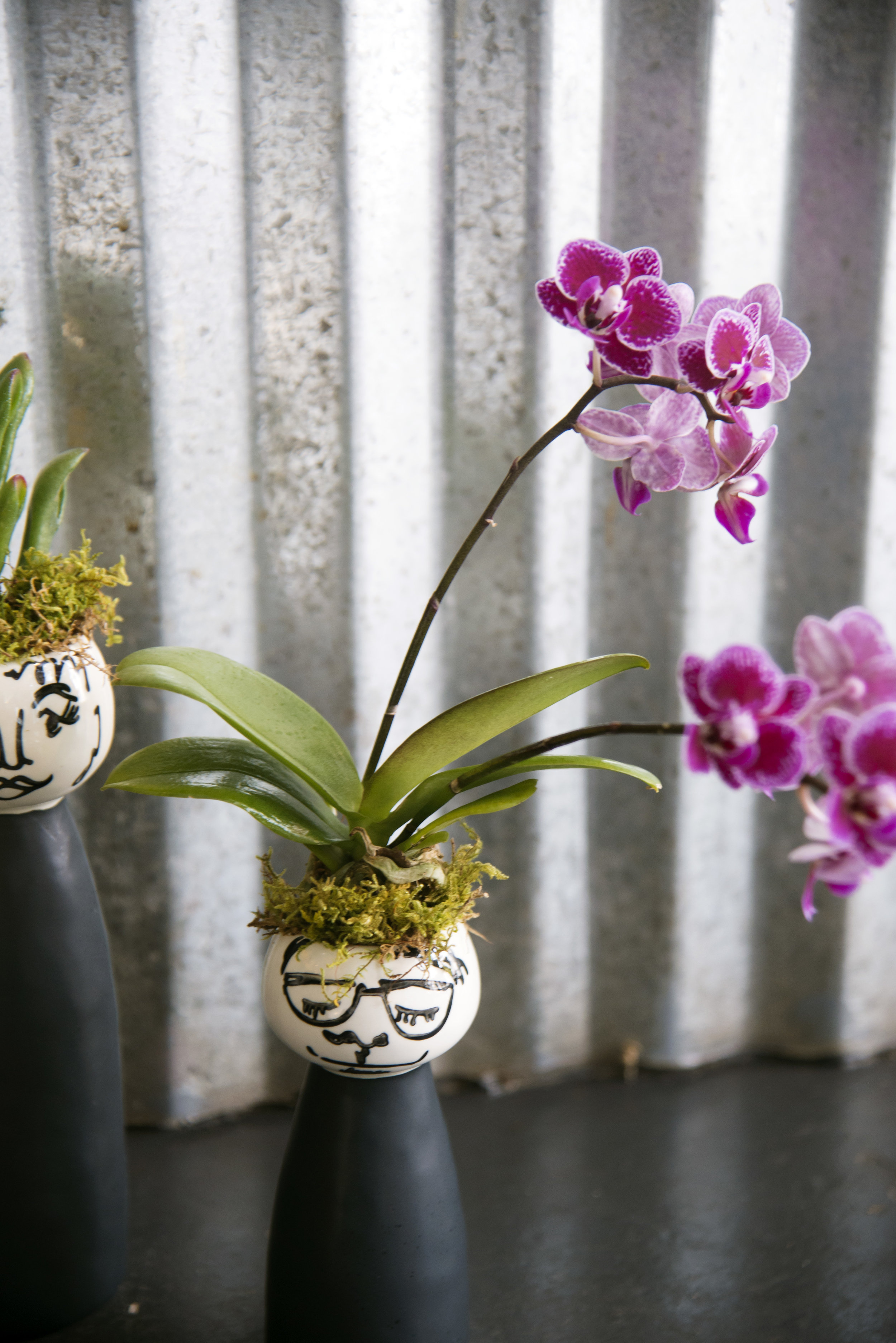 Send An Orchid Plant Mitch S Flowers