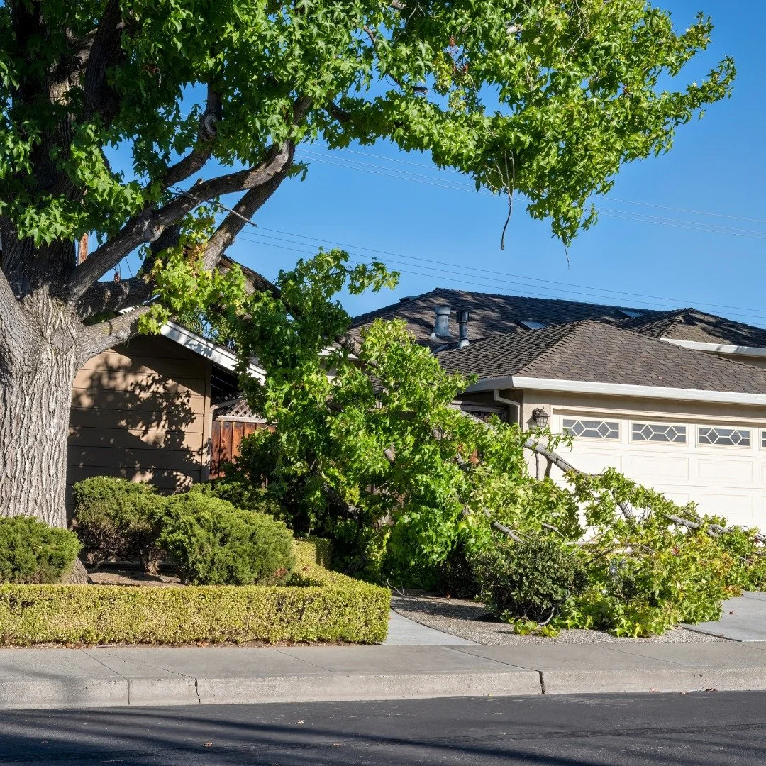 Managing neighborly disputes can be tricky. When a tree 🌲falls from your neighbor's lawn into yours (or vice versa), things can quickly go from warm + friendly to cold + confrontational. But instead of pointing fingers, try to determine the answer t