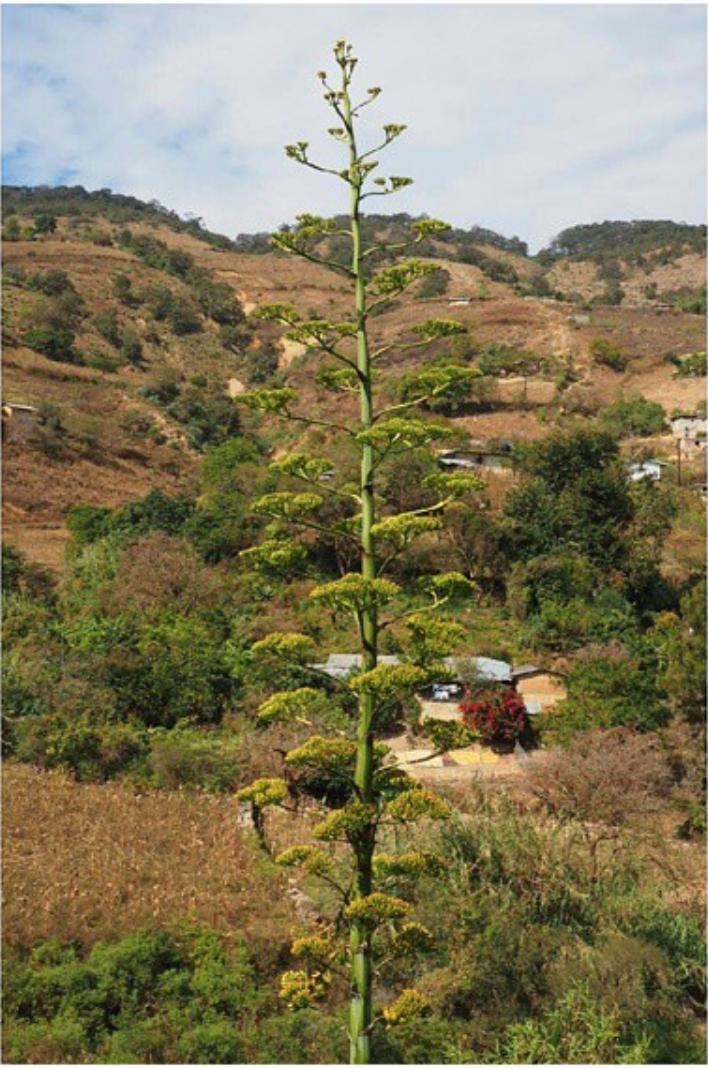 Calehual. Maguey en floración.