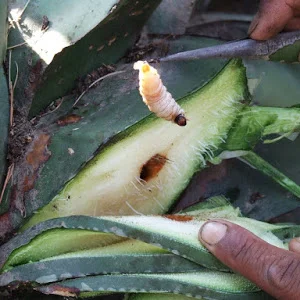 Gusano de maguey extraído de las pencas.