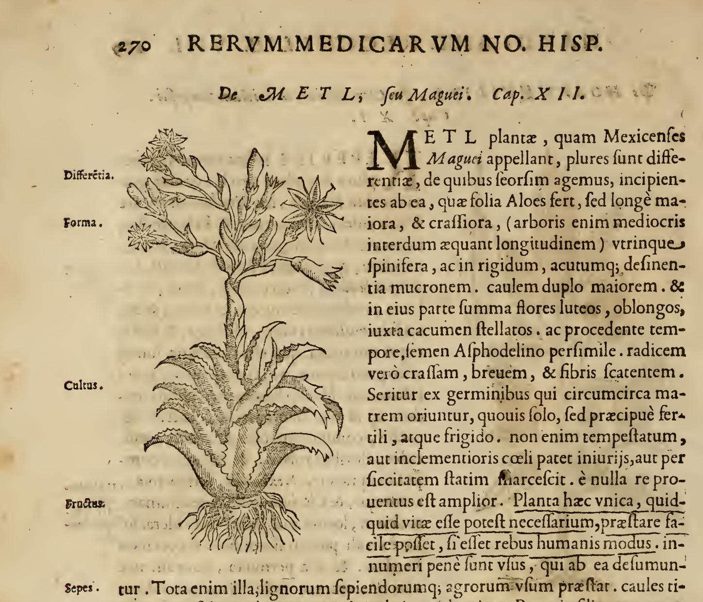 Maguey en Rerum medicarum Novae Hispaniae thesaurus: Plantarum, Animalium, Mineraluim Mexicanorum . Francisco Hernández Toledo, 1628. Roma. 