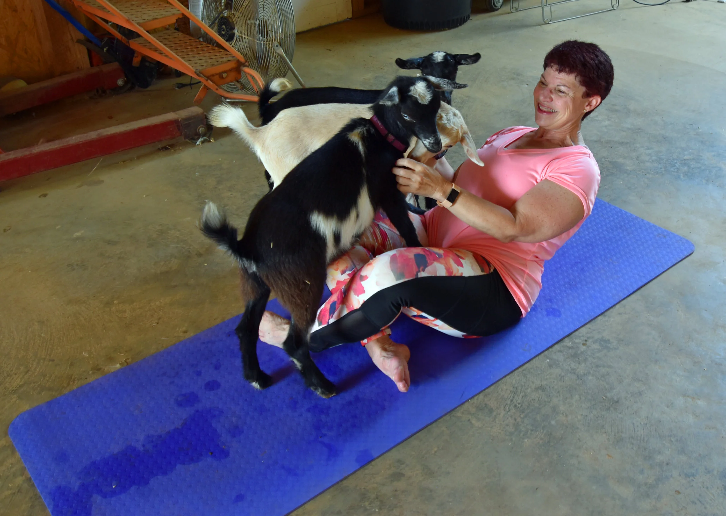 Goat Yoga at Sharon Hill Farm