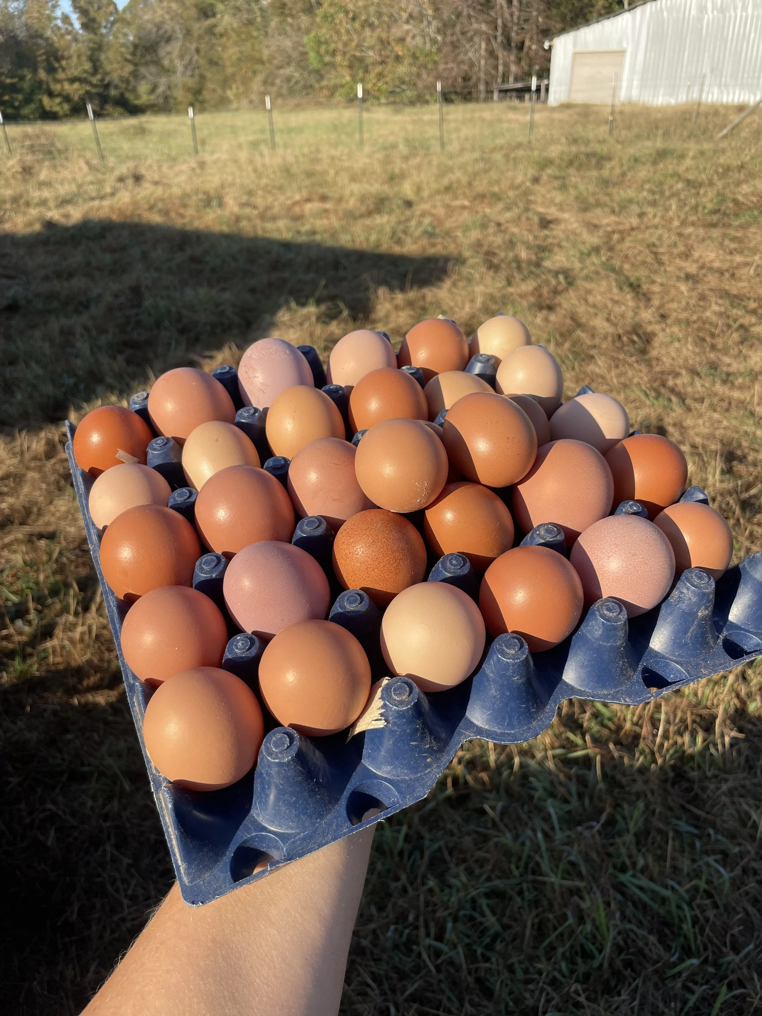 Eggs.jpeg