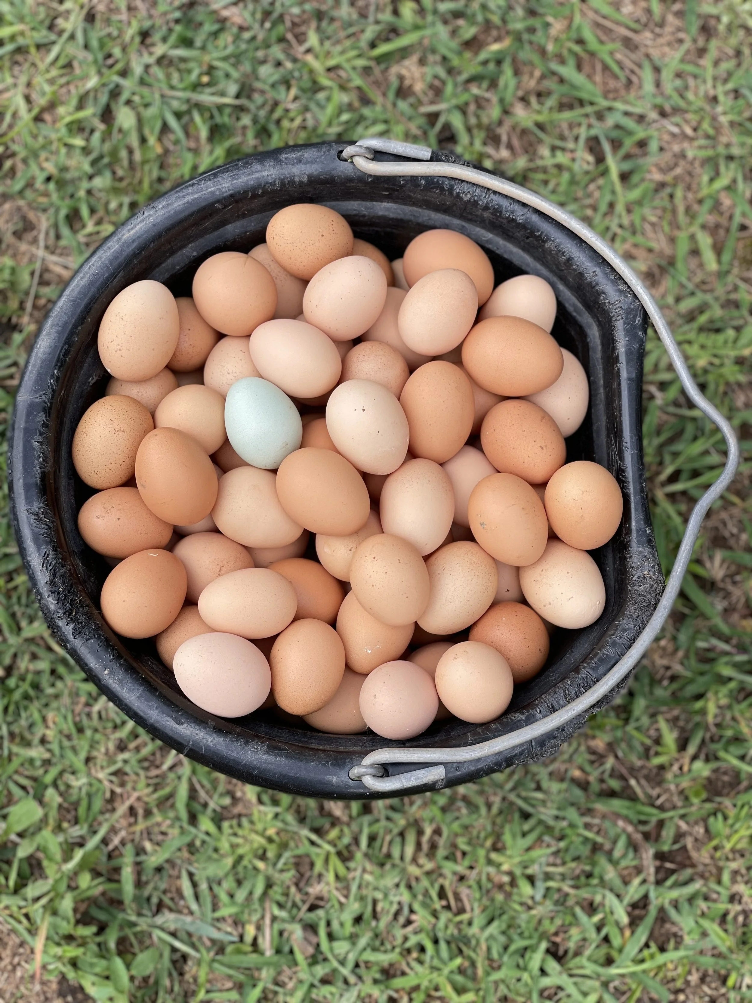 eggs.jpg