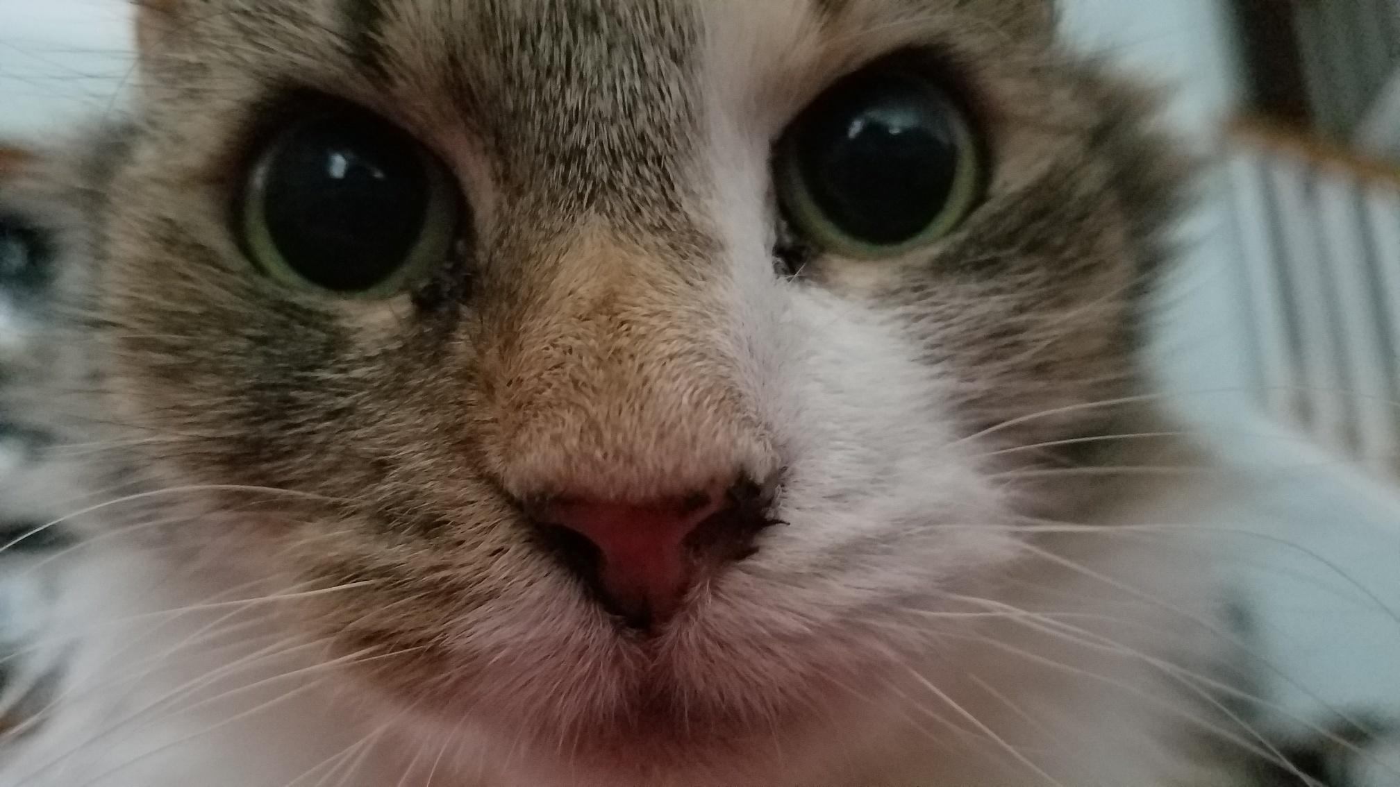 Hailey.