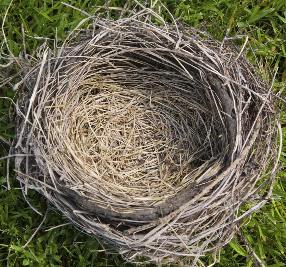 Empty nest. Гнездо easy nest тип 3. пустое гнездо. пустое куриное гнездо. большое гнездо.