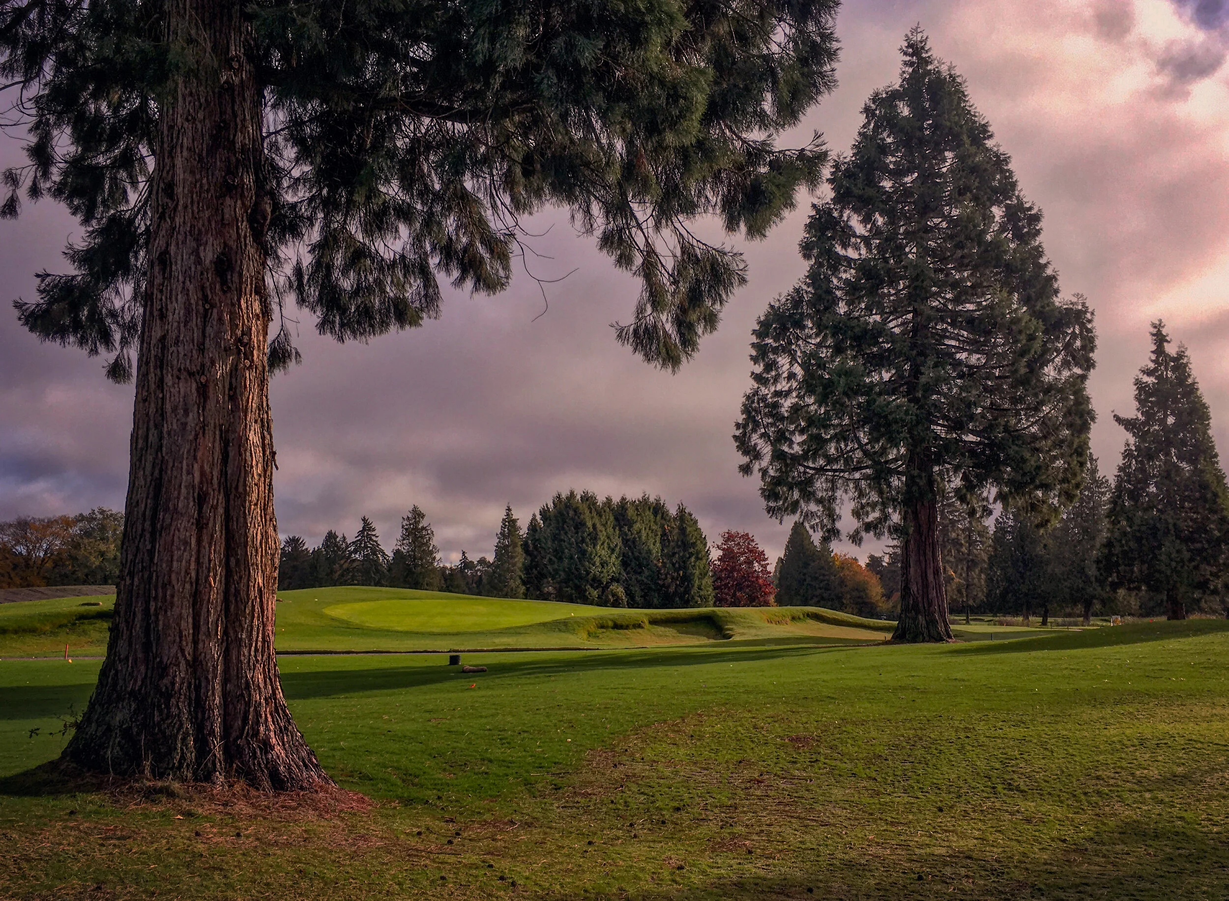 Point Grey Hole 9 Green - Riley Johns.jpg