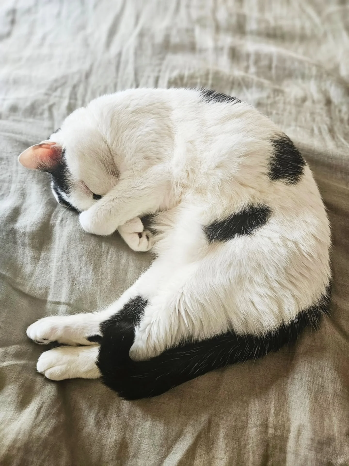 My heart is back in harmony. 

Thank you for the love and support coming through as me and sweet Nora flow into life together again. She's doing so well and relishing in the attention.

$345 has been generously gifted so far for cat mothering expense