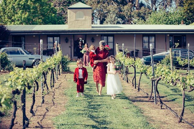 An aisle of vines. Vineyard perfect bridal walk. #oakleighvignetoweddings #bathurstnsw