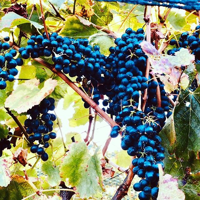 Grapes are bursting in readiness for harvest at Oakleigh Vigneto. #oakleighvignetoweddings #vineyardwedding #bathurst #orange #italianvintage