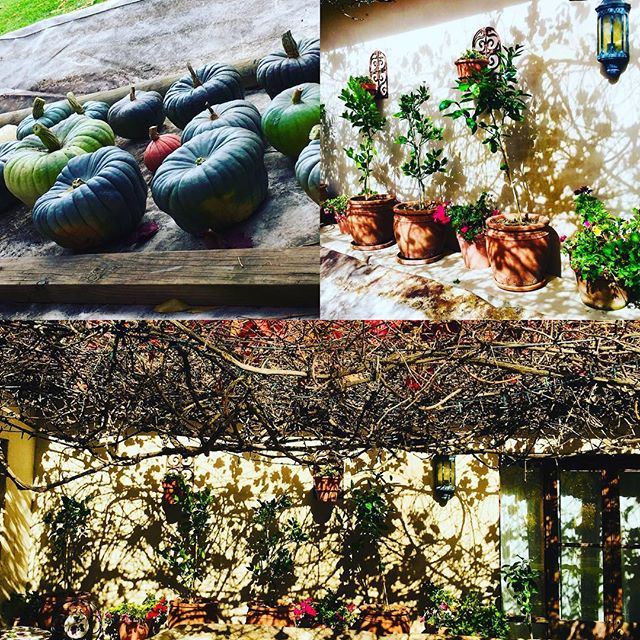 Oakleigh Vigneto Pumpkin harvest and lemon trees and geraniums into the lemon house for winter. Snow tonight! #oakleighvignetoweddings #weddingproduce#italianwedding #orangensw #bathurst