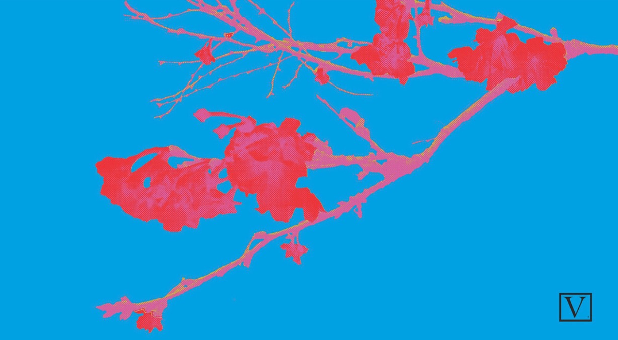  Cherry Blossom Blue &amp; Red, 15 edition + 2 Artist Proof,&nbsp;inkjet print on archival paper 290g/sm, &nbsp;20" X 37", 2018 