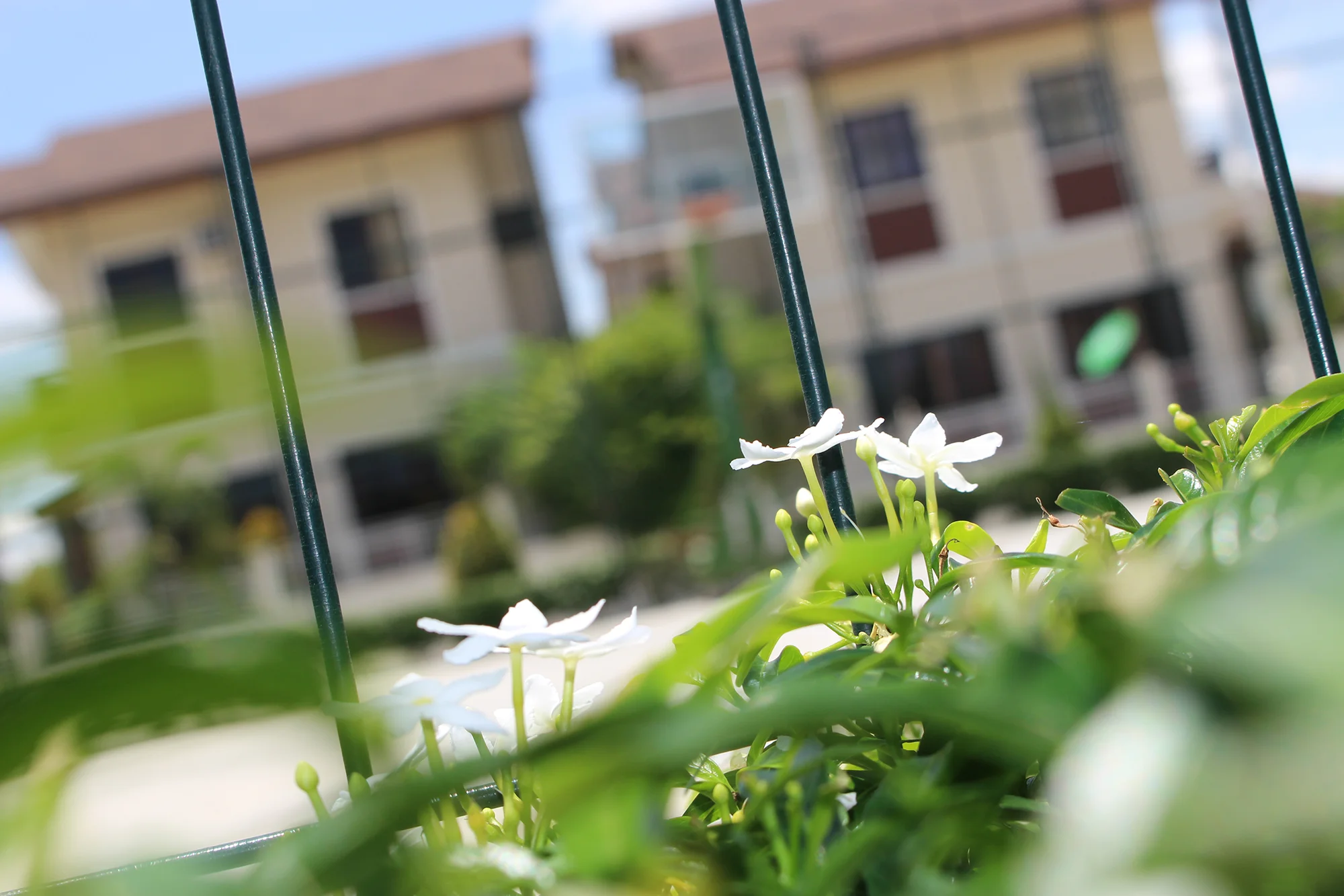 flowers_sMALL.jpg